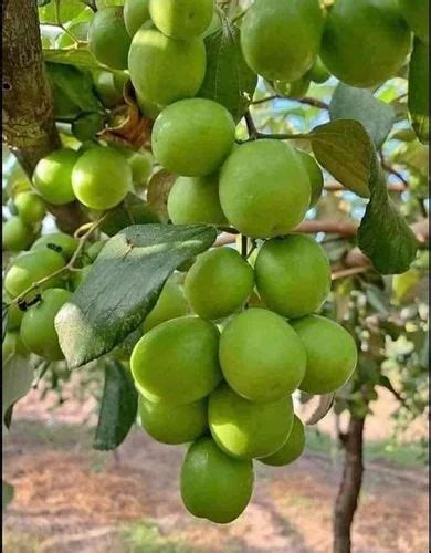 Plants Full Sun Exposure Green Apple Ber Plant For Garden At Rs 25piece In Guwahati