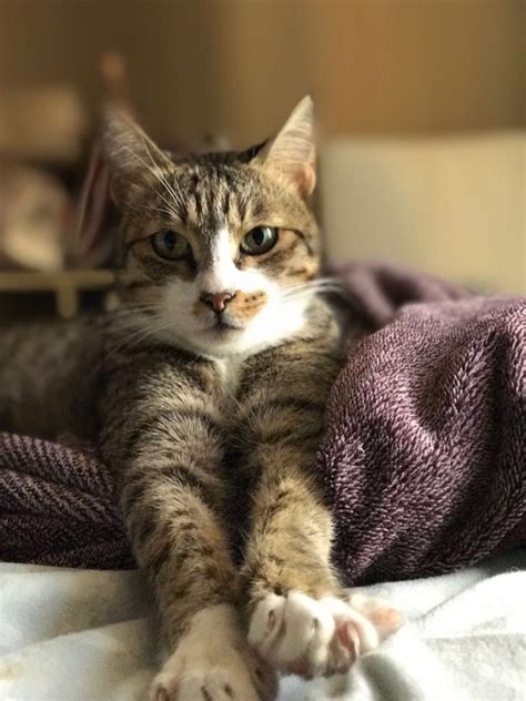 It lives in the streets and deserts of the arabian peninsula and has adapted very well to its extreme climate. Arabian Mau | Cats, Animals, Arabians