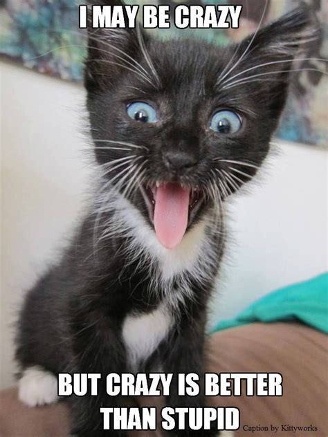 Pin By Elizabeth Kristin On Kitty Kats Cute Kitten Meme Cats