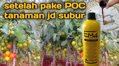 Saat kamu mengurus dokumen di kantor pemerintahan, biasanya kamu akan mendapatkan pengarahan dari. Membuat (POC) pupuk organik cair dari air cucian beras ...