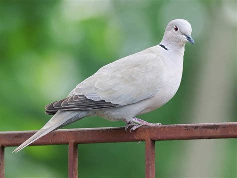 Collared Doves Are Soft Grey Doves With A Distinctive Black And White