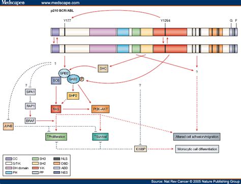 Certain cancer medicines are especially effective in treating patients with the. Fusion Proteins, Bcr-Abl; Oncogene Protein p190(bcr-abl ...