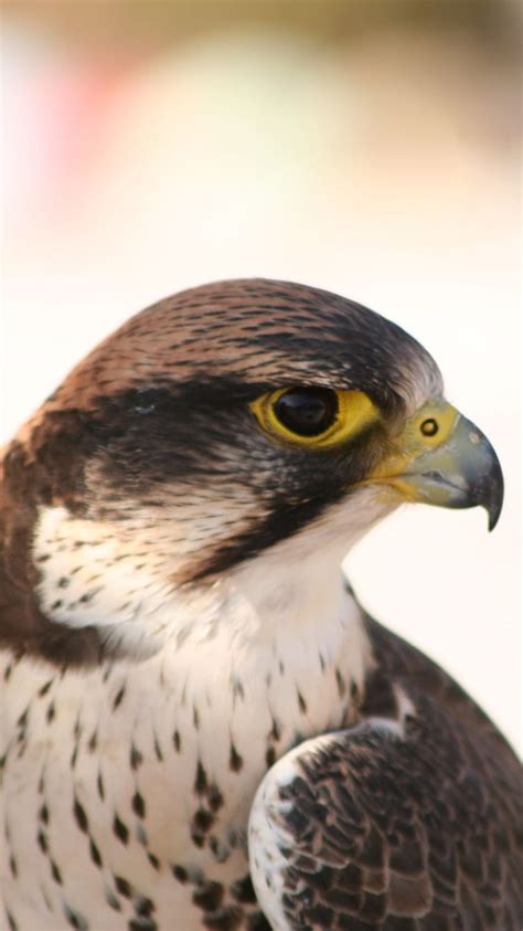 Animal Peregrine Falcon Hd Phone Wallpaper Pxfuel