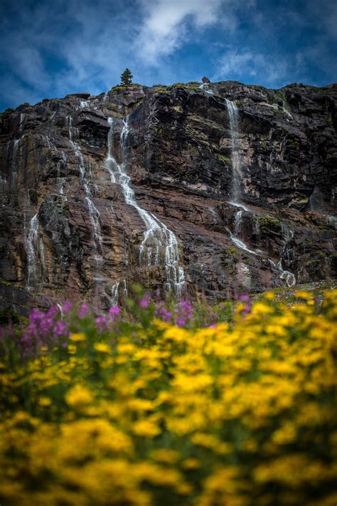 Tall Waterfalls And Flowers At Glacier National Park Image