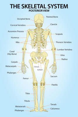 In your anatomy & physiology lecture and lab class, you will be required to name each individual bone in the human body. Skeletal System Posterior View Anatomy Print Poster - 13x19 | Skeletal system, Nursing study ...