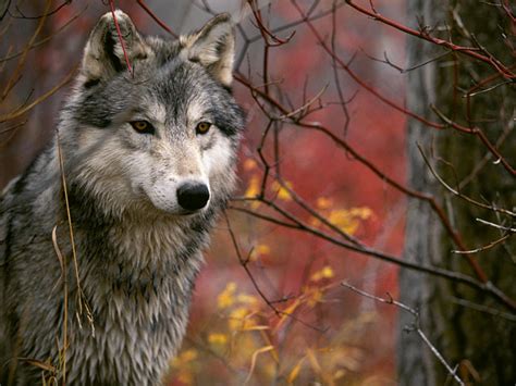 All About Animals Gray Wolf Now Our Best Friend