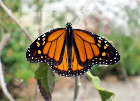 Monarch Butterfly Close Up Photograph By Stephanie Davis