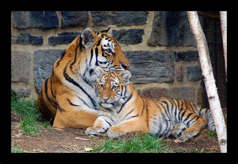 Endangered Tigers Stop Poaching And Save Habitat To Prevent Extinction