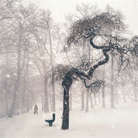 Bench Branches Cold Fog Foggy Forest Freezing Frosty Frozen