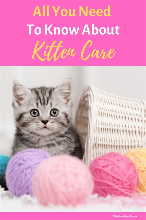 How To Care For A Kitten From Newborn Up To The First Few Months