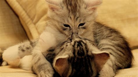 Two Cat Kissing Together Hd Wallpapers