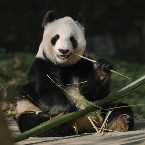 Panda Velká Stock Snímky Obrázky A Fotky Istock