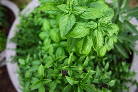 Grow Your Own Indoor Herbs Slcgreen Blog