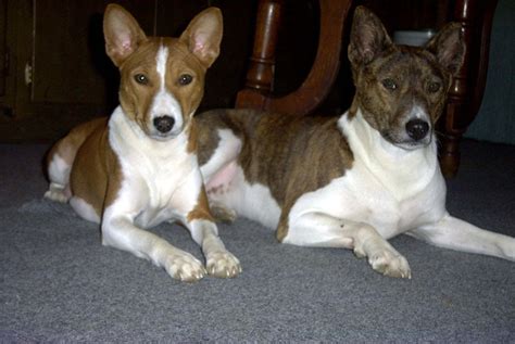 Barkless Dog Basenji Bleumoonproductions