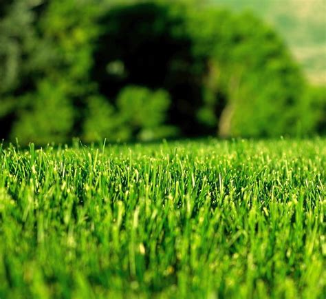 Best Tips For A Healthy Lawn G Living