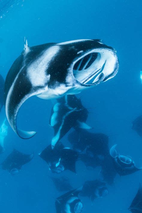 Manta Rays In The Maldives Maldives Underwater Original Travel