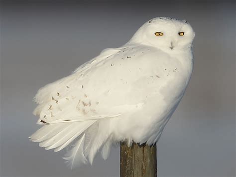 They are about 30 to 40 cm (12 to 16 inches) long, white to gray or yellowish to. Snowy Owl - eBird