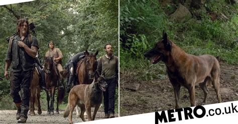 The Walking Deads Norman Reedus Wants To Give Dog A Real Name Metro News