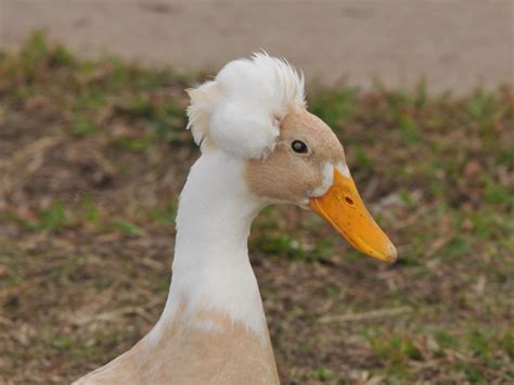 The Online Zoo Crested Duck