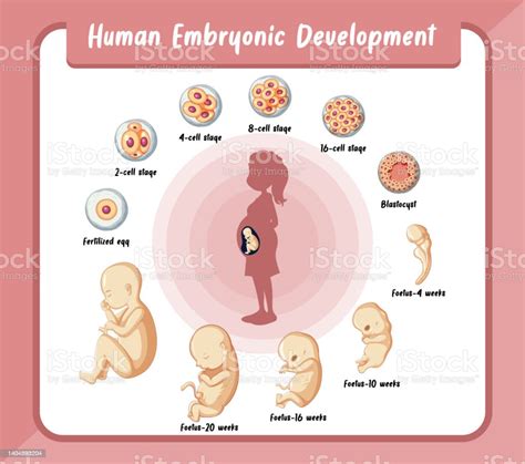 Human Embryonic Development In Human Infographic Stock Illustration