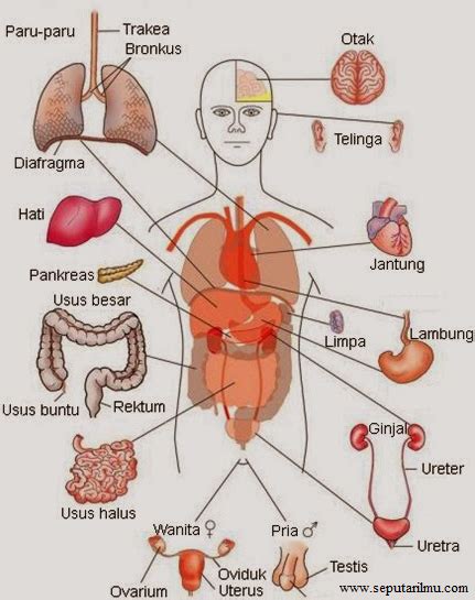 Sebutkan Organ Organ Sistem Ekskresi Pada Manusia Dengan Fungsinya