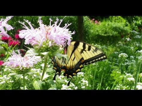 Native flowers are also more resilient to diseases and are usually easier to care for as they have adapted to your climate and soil. RBG Butterfly Garden (Hamilton) - Flowers that attract ...