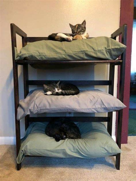 Diy Kitty Bunk Beds Using 3 Pillows And A Bookcase Cat Bunk Beds