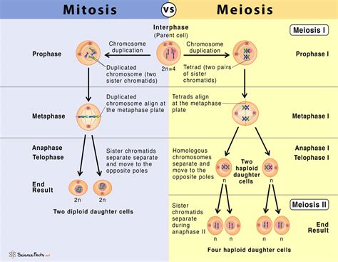 Mitosis And Meiosis Differences Chart