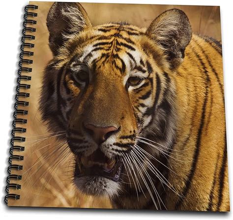 Details More Than 149 Tiger Drawing Images With Colour Super Hot