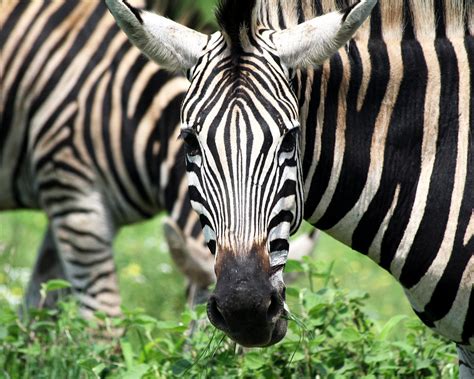 Zebra Kruger Park South Africa Zebras Are Several Specie Flickr