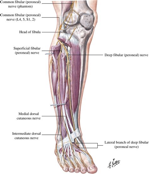Peripheral Nerve Entrapments Of The Lower Leg Ankle And Foot Foot