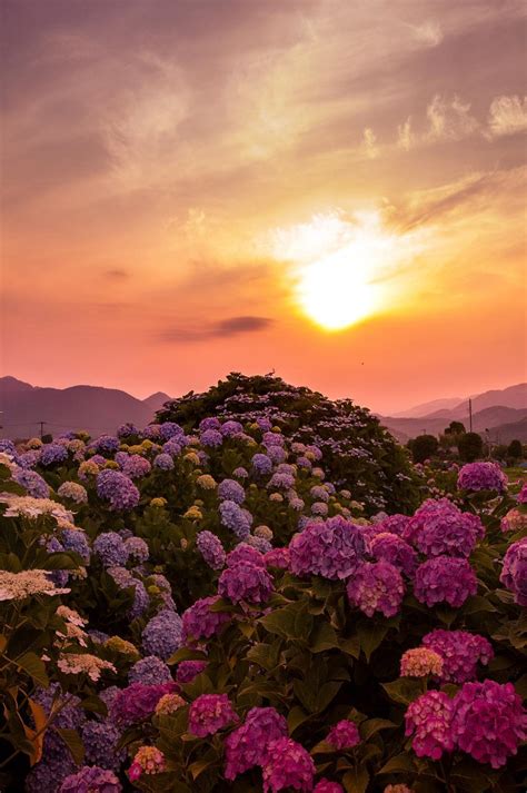 Kanagawa Sunset Nature Sun Garden
