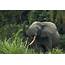 Africas 2 Elephant Species Are Both Endangered Due To Poaching And 