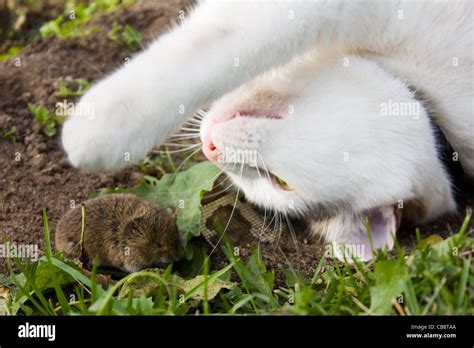 Cat And Mouse Stock Photo Alamy