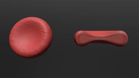 Erythrocyte Red Blood Cell Buy Royalty Free 3d Model By Medical