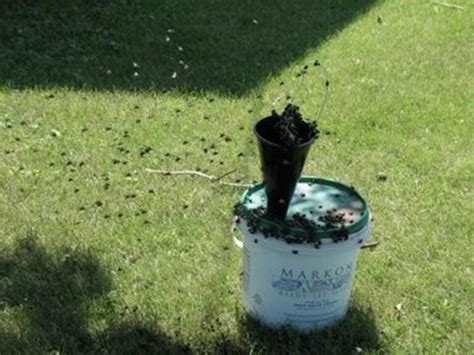4 Diy Japanese Beetle Trap Plans You Can Make Today With Pictures