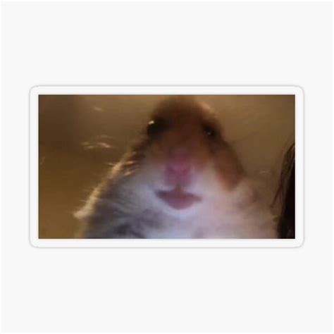 Hamster Meme Sticker By Grandshabby Redbubble