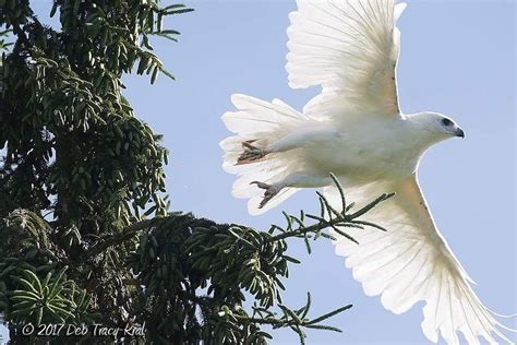 White Bird Wild Wasteland Unique Rare Bird