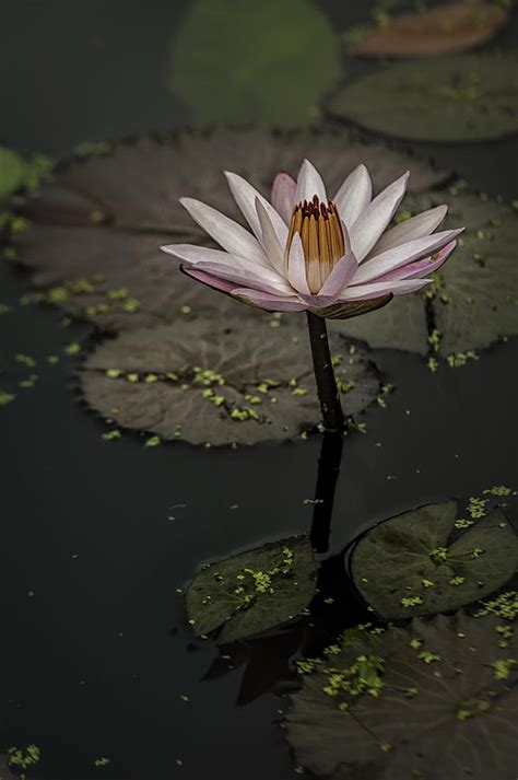 Pink Water Lilylotus Flowers Kenilworth Gardens Nps Photograph By