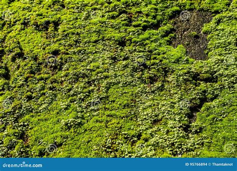 Top View Green Moss On The Rock Stock Photo Image Of Background