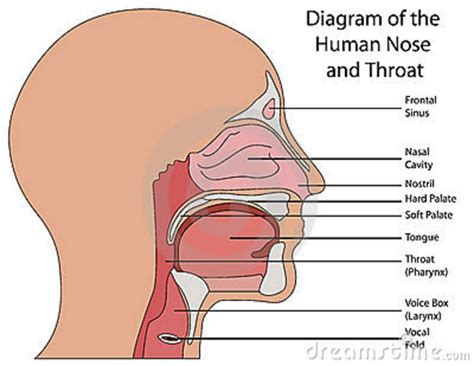 27 Ear Nose And Throat Anatomy Diagram Wire Diagram Source Information