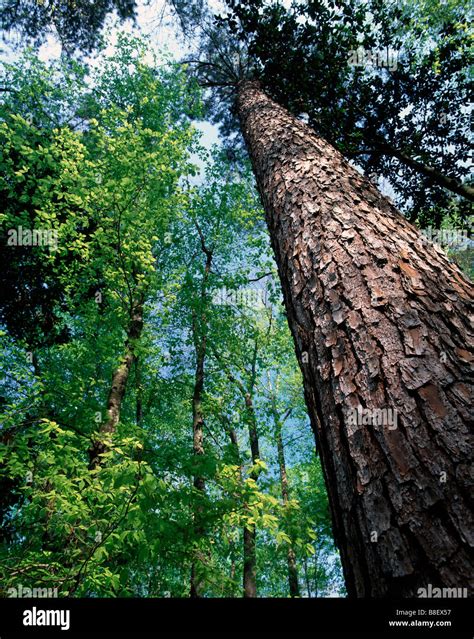 Loblolly Pine Pinus Taeda High Resolution Stock Photography And Images