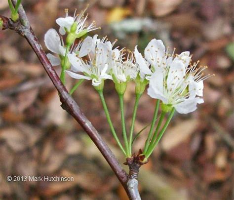 Florida Native Plant Society