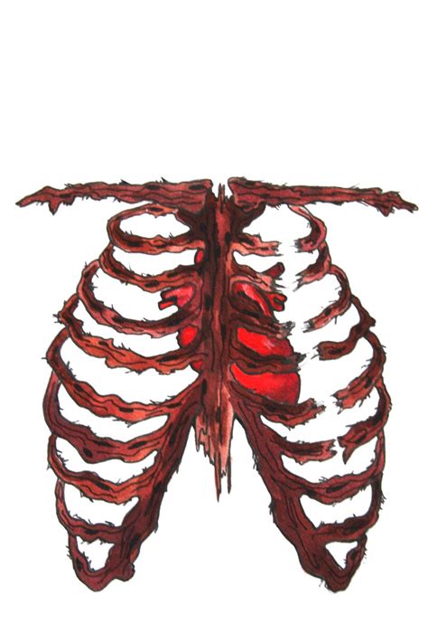 Heart And Rib Cage Drawing Clipart Best Clipart Best Clipart Best