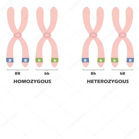 Diagrama De Diferencia Entre Homocigoto Y Heterocigoto Ilustración