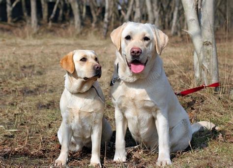 Mini Labrador Retriever 3 Shocking Facts On How They Are Bred