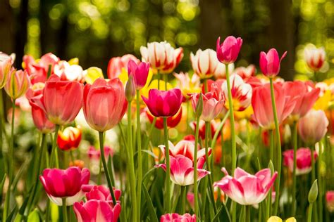 15 Beautiful Pictures Of Keukenhof Tulip Garden Largest Flower Garden