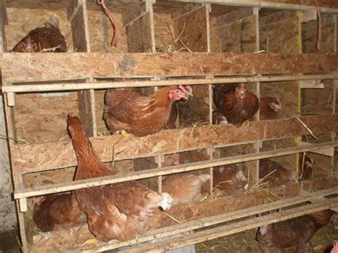 Chicken nesting boxes are one of the most important additions you can make to your backyard chicken coop. Chicken Coops, Nest Boxes and Fresh Eggs | Chicken nesting ...
