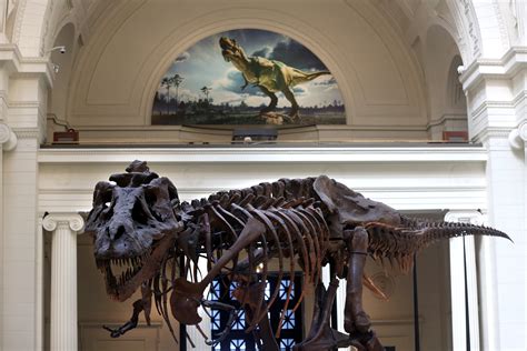 The T Rex That Got Away Smithsonians Quest For Sue Ends With Different Dinosaur The