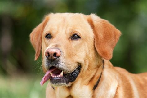 Labrador Retriever Uma Raça De Cachorro Carinhosa E Inteligente
